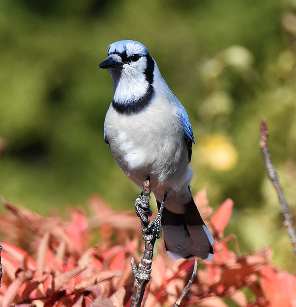 Blue jay and a Robin Onesie by Jo-Ann Matthews - Pixels