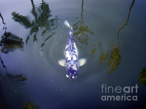 Sofia Goldberg - Blue-white fish. Beauty lives in water