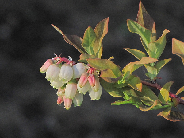 Blueberry Blossoms Photograph