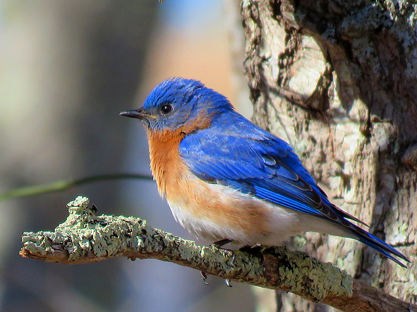 Dianne Cowen Cape Cod Photography - Blue Bird Vibrancy