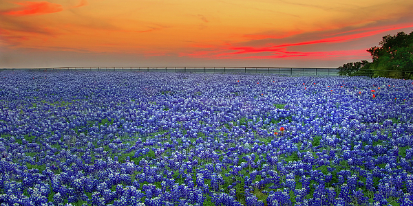 Jon Holiday - Bluebonnet Sunset Vista - Texas landscape