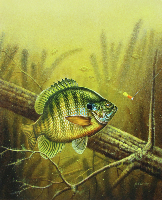 Bluegill and Jig Greeting Card by JQ Licensing