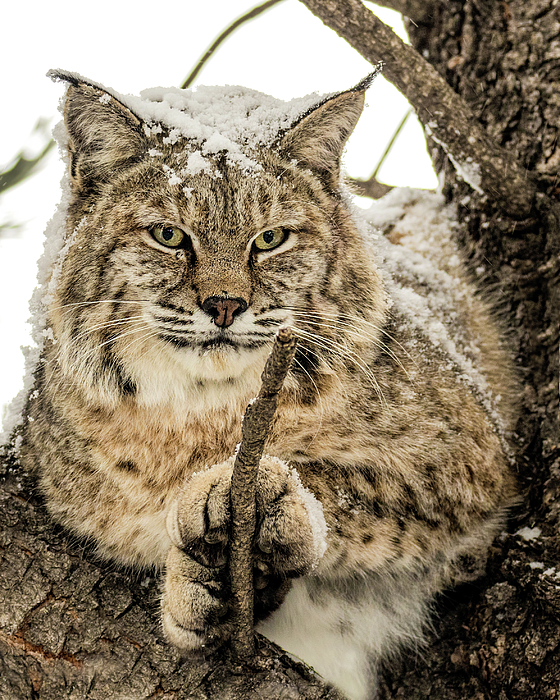 Bobcat Shower Curtains for Sale