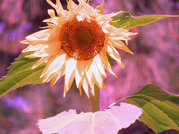 Brooks Garten Hauschild - Super Star Sunflower - Sunflower Art from the Garden - Floral Photographic Art