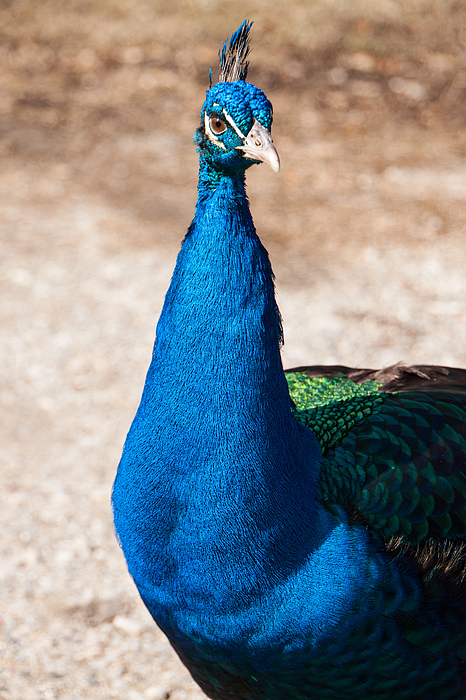 Bird Art