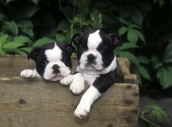 Boston terrier outlet beach towel