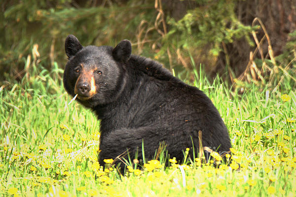 Bow Valley Black Bear Bath Towel by Adam Jewell Adam Jewell