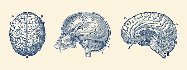 Brain Diagram - Three Views - Vintage Anatomy Print Drawing