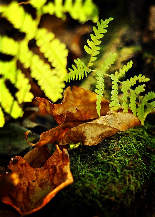 Fall Photographs