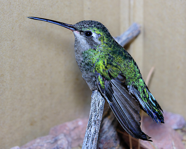 Broad-billed Hummingbird F18 Photograph
