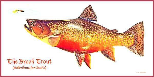 Brook Trout Fly Fishing Jigsaw Puzzle