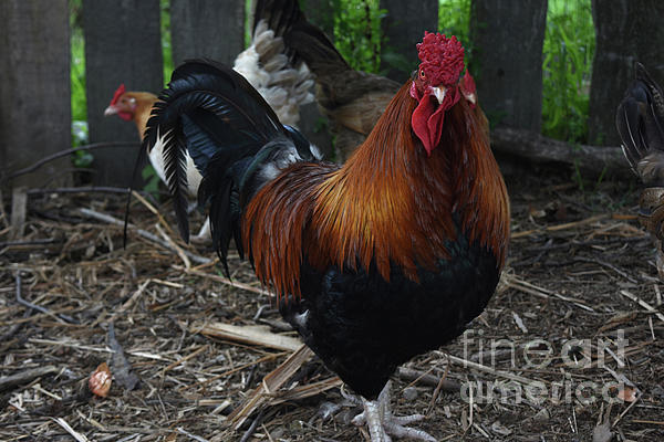 Wild Free Range Chicken with Silky Brown and Black Feathers Fleece Blanket