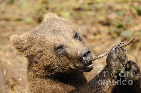 Brown Bear Bathing Hand Towel by David & Micha Sheldon - Pixels