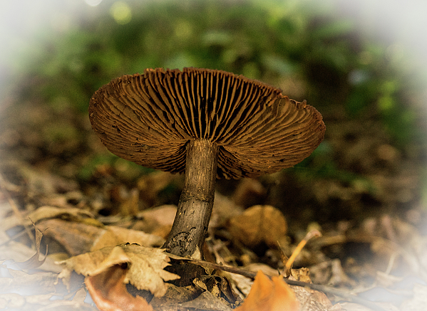 https://images.fineartamerica.com/images/artworkimages/medium/1/brown-mushroom-with-upturned-cap-douglas-barnett.jpg