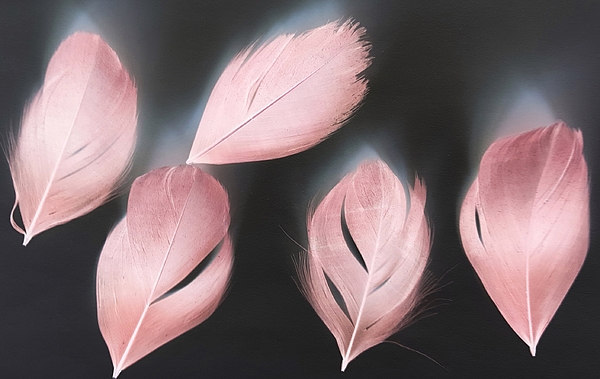 Pink Feathers Art Print