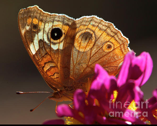 https://images.fineartamerica.com/images/artworkimages/medium/1/buckeye-on-a-red-flower-robert-chaponot.jpg