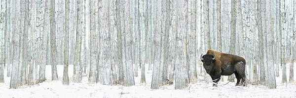Richard Wear - Buffalo Standing In Snow Among Poplar