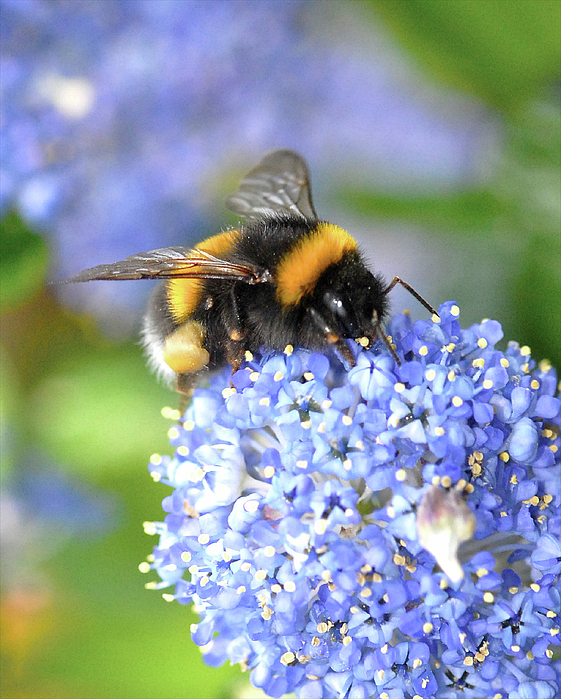 Bumble bee bumblebee on flower in early spring Bath Towel by David