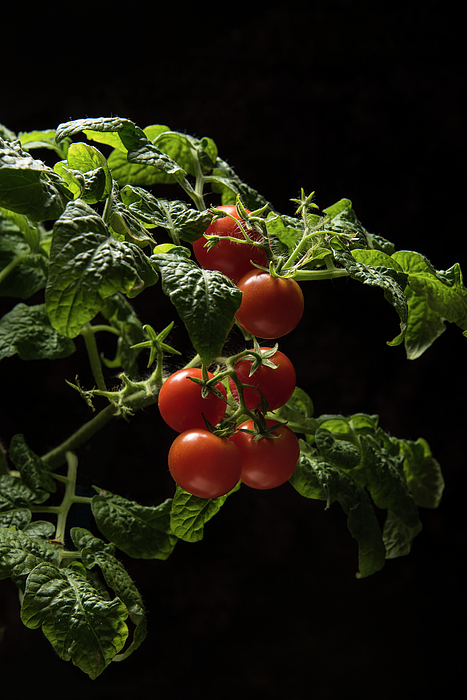 Fresh tangerines in a bag of coarse fabric. Photograph by Sergei Dolgov -  Fine Art America