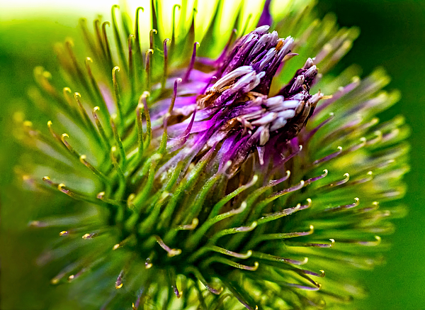 Macro of velcro plant. Burdock close up. Stock Photo