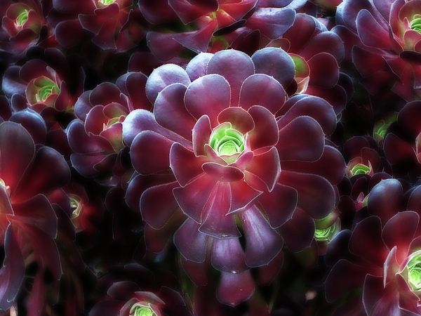 https://images.fineartamerica.com/images/artworkimages/medium/1/burgundy-succulenta-douglas-barnard.jpg