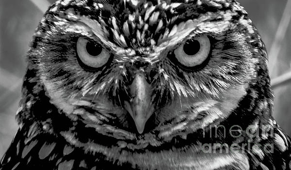 Debra Kewley - Burrowing Owl Head Shot