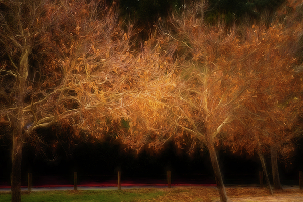 Terry Davis - Burst of Autumn