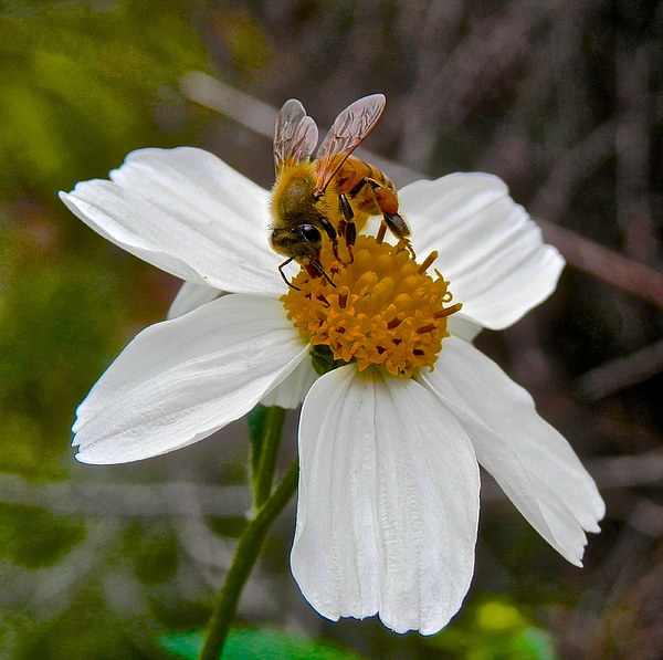 The Busy Honey Bee Hand Towel