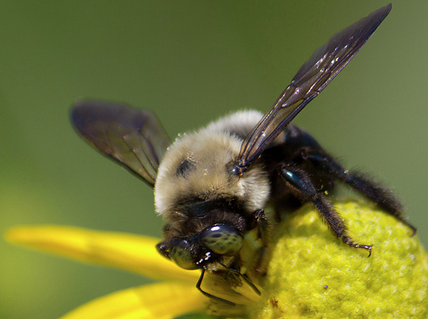 Busy Bee Photograph