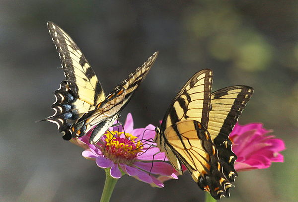 Butterfly Art