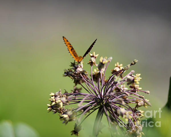 Butterfly Art