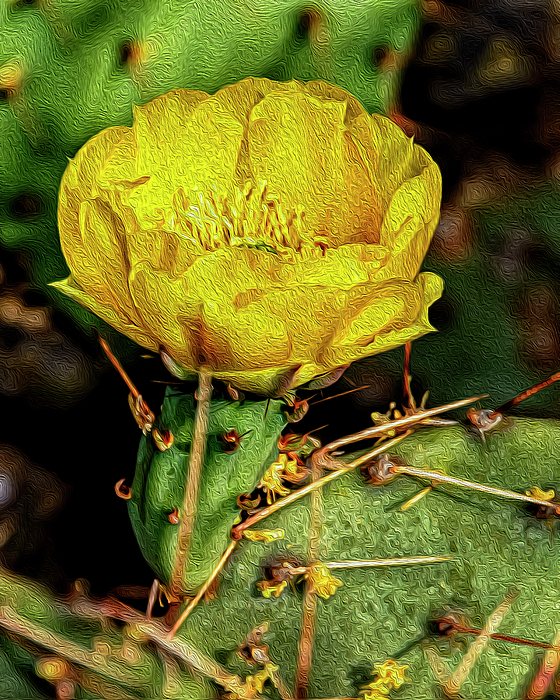 Cactus Flower Op26 Photograph