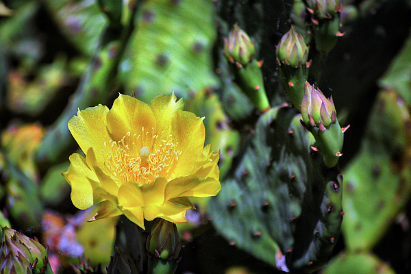 Cactus Flower Opuntia humifusa on Burton s Island Greeting Card