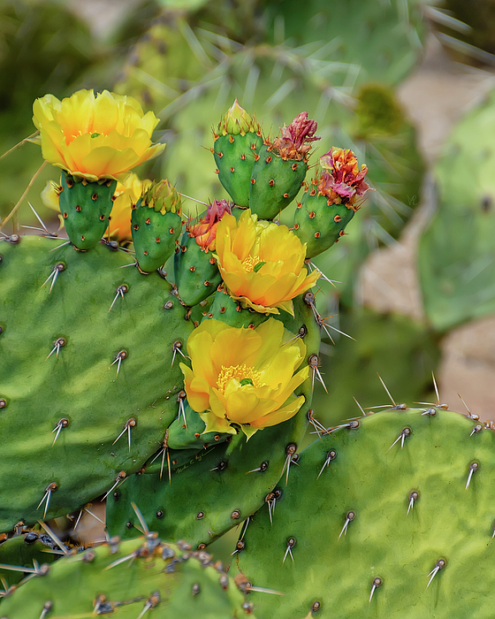 Cactus Flowers V34 Photograph
