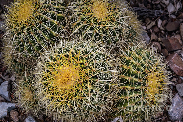 Straw Spine Cactus. Fine art print.