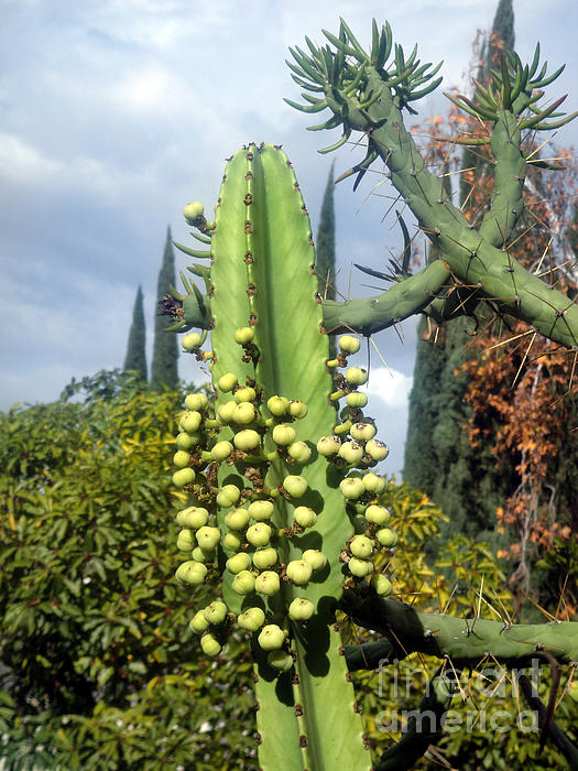 https://images.fineartamerica.com/images/artworkimages/medium/1/cactus-plant-with-berries-2-sofia-metal-queen.jpg