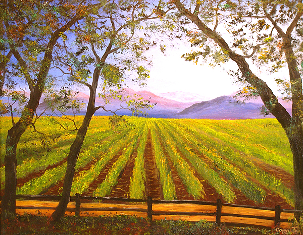 Connie Tom - California NAPA Valley Vineyard