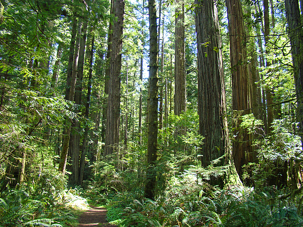 California Redwood Trees Forest Art Prints Photograph