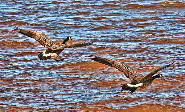 Canada Geese Going Home Photograph