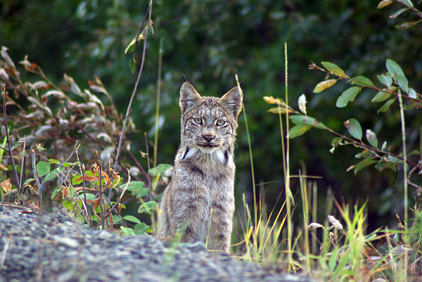 Louise Magno - Canadian Lynx