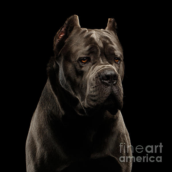 Download wallpapers Small Cane Corso puppy pets black Cane Corso puppy  with blue eyes cute animals dogs Cane Corso for desktop free Pictures  for desktop free