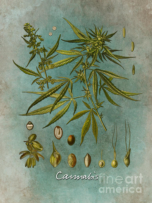 Cannabis Digital Art