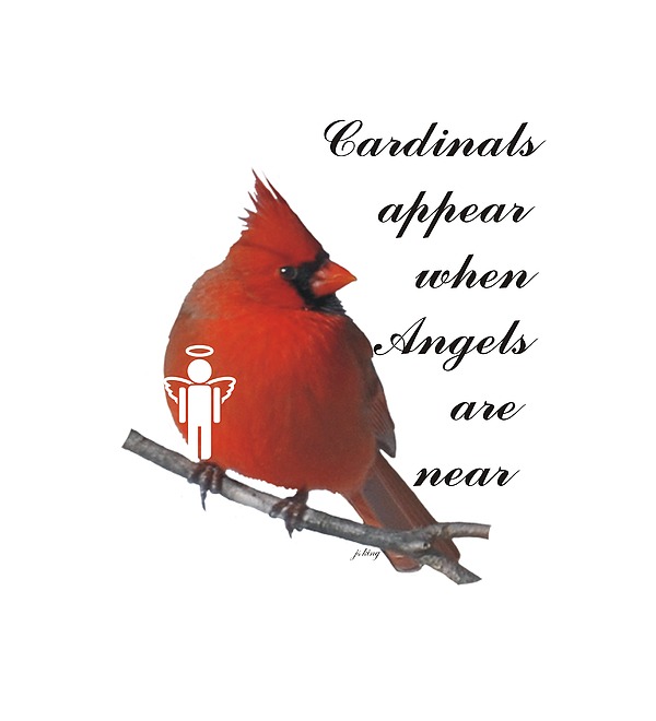Cardinals And Angels Digital Art