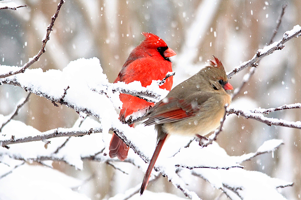 Trina Ansel - Cardinals in the Winter