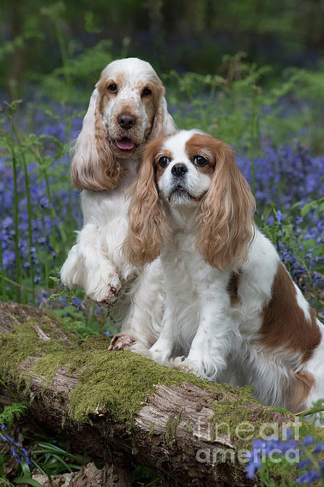 Cocker spaniel and store cavalier king charles