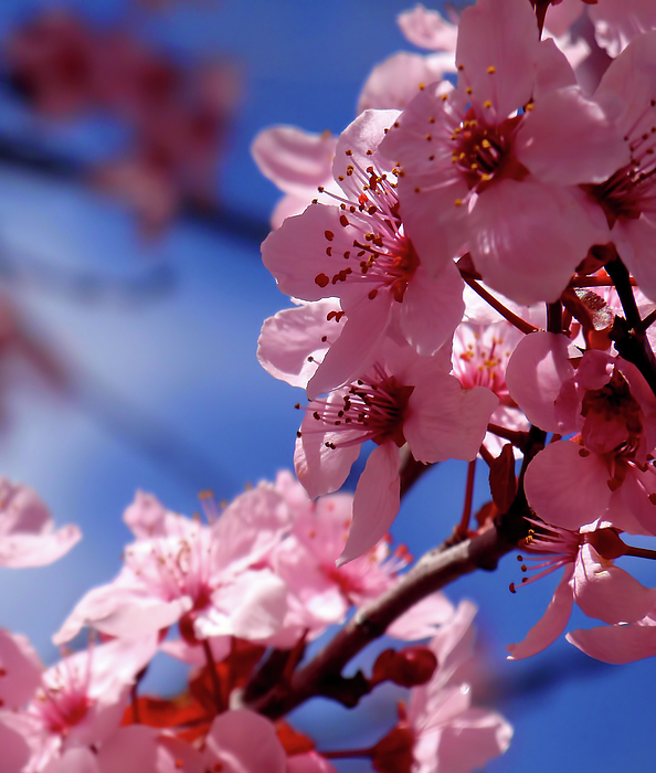 Japanese Pink Cherry Blossom Sakura Flower Black Background Tote Bag