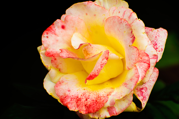 Flower Photographs
