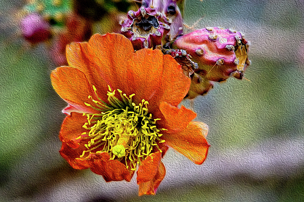 Cholla Flower Op60 Photograph