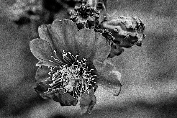 Cholla Flower Op62 Photograph