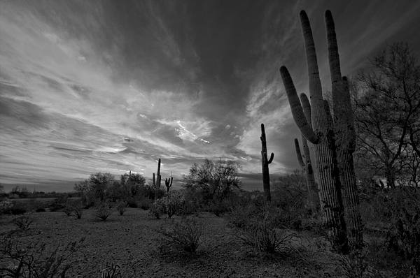 Christmas In Arizona by Ed Cheremet